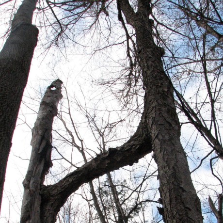 Trees may love crypto. But you have to talk to them and hear their stories first to find out.